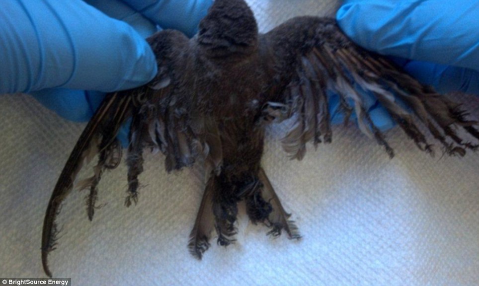 世界最大太陽能發(fā)電廠挨批 飛鳥誤闖后羽毛被烤焦