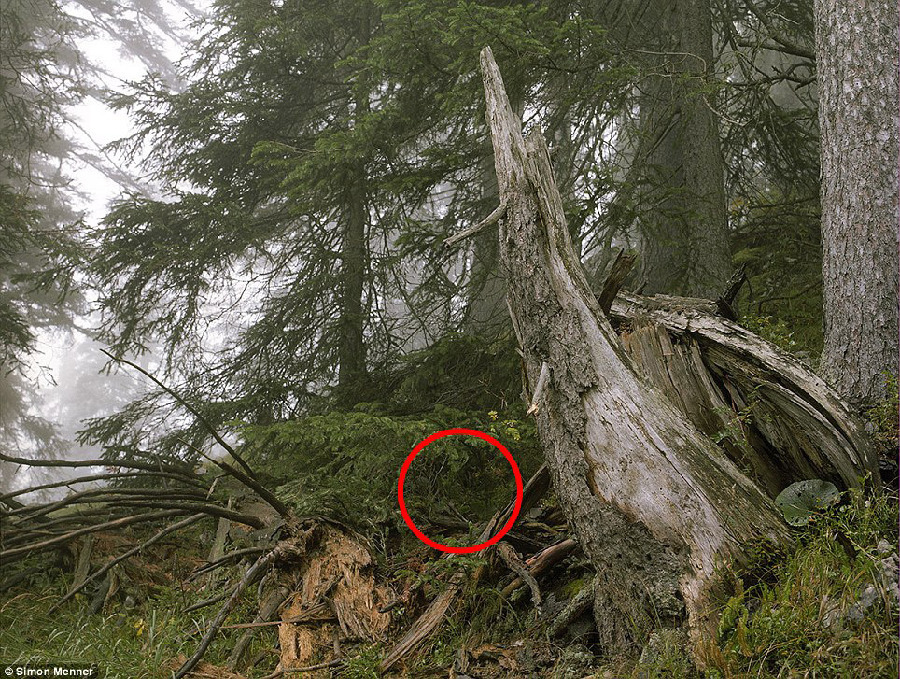 德國軍隊狙擊手藏身術：與自然融為一體