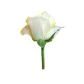 玫瑰花的學(xué)問(wèn)（情人節(jié)系列）