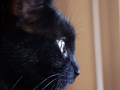 Leap Year《敗犬求婚日》精講之三