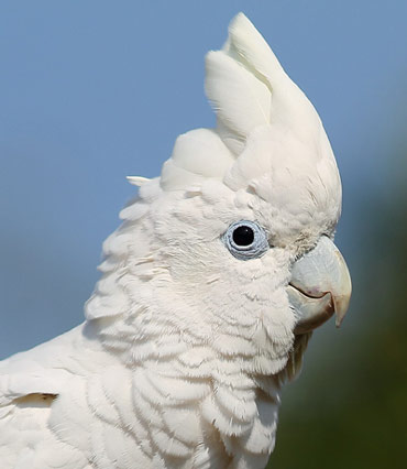 Rio《里約大冒險》精講之四