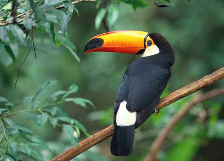 Rio《里約大冒險》精講之五