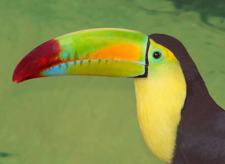 Rio《里約大冒險》精講之五