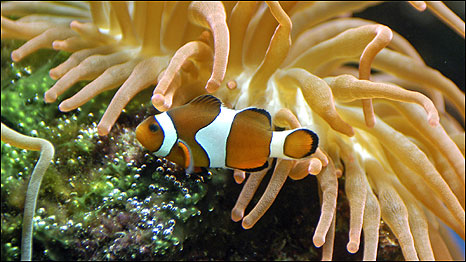 Deaf Fish 海水酸化使魚(yú)類(lèi)失去聽(tīng)力