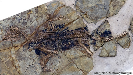 Bird or dinosaur 是鳥？還是恐龍？