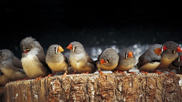 Zebra finch 'heat song' changes hatchling development “珍珠鳥”高溫時(shí)的鳴叫有助于雛鳥生長(zhǎng)