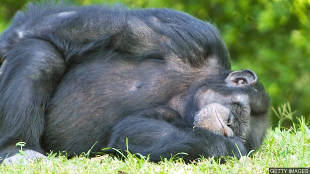 Are chimpanzee beds cleaner than human ones? 黑猩猩的“床”比人類的床還干凈？