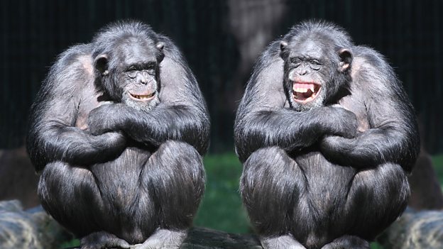 Why do we laugh? 為什么我們會笑？