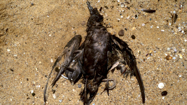 Dead as a dodo 徹底過(guò)時(shí)了