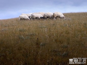 一個放羊娃