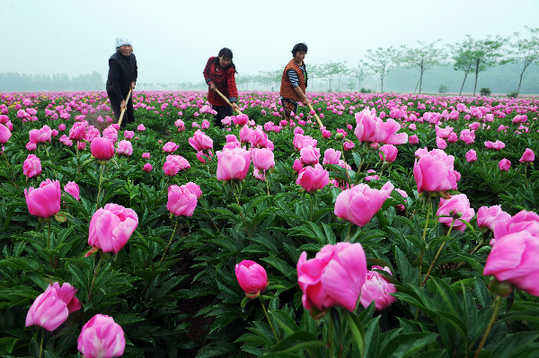 五月，來(lái)亳州看芍花