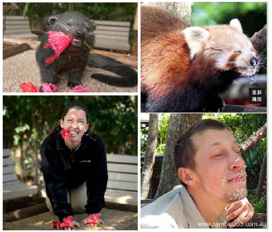 腦洞大開！澳大利亞飼養(yǎng)員模仿動物大賽