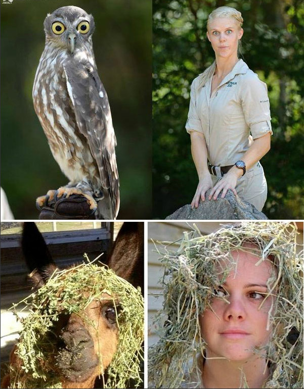 腦洞大開！澳大利亞飼養(yǎng)員模仿動物大賽