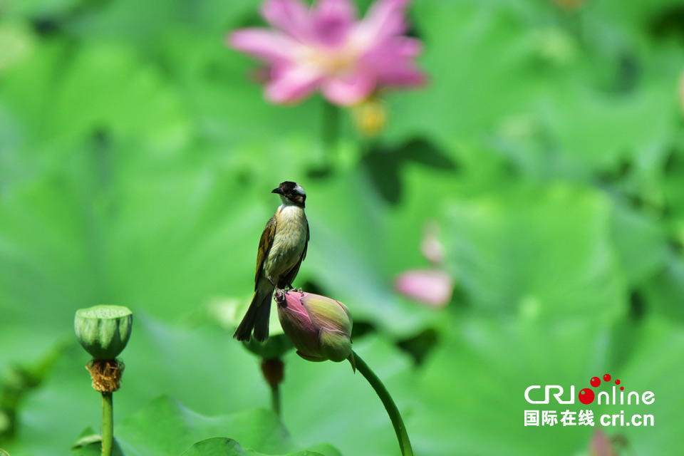 這組圖，能讓你在炎熱的夏季里瞬間清涼起來(lái)