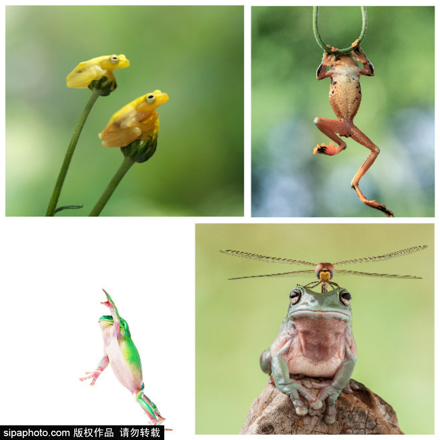你的“蛙兒子”回來了嗎？盤點(diǎn)動物界佛系蛙日常萌照（組圖）