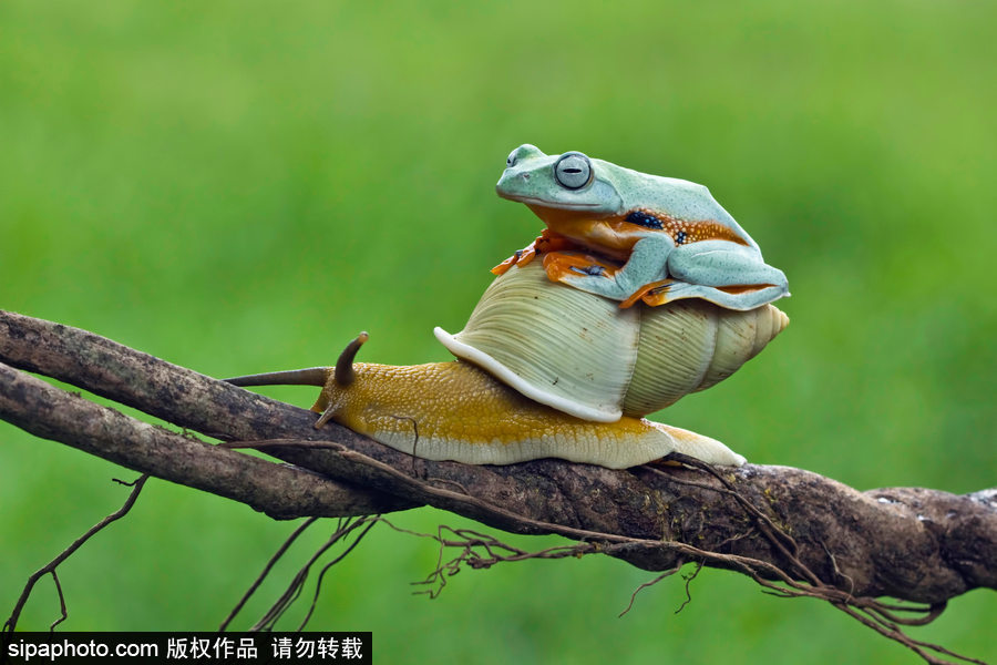 你的“蛙兒子”回來了嗎？盤點動物界佛系蛙日常萌照（組圖）