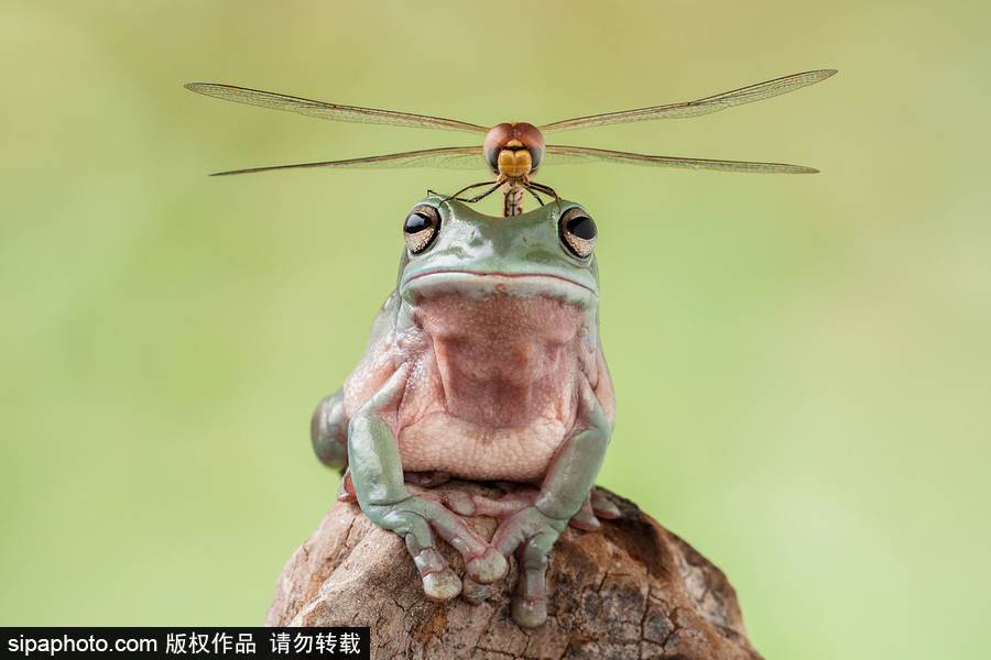 你的“蛙兒子”回來了嗎？盤點(diǎn)動物界佛系蛙日常萌照（組圖）
