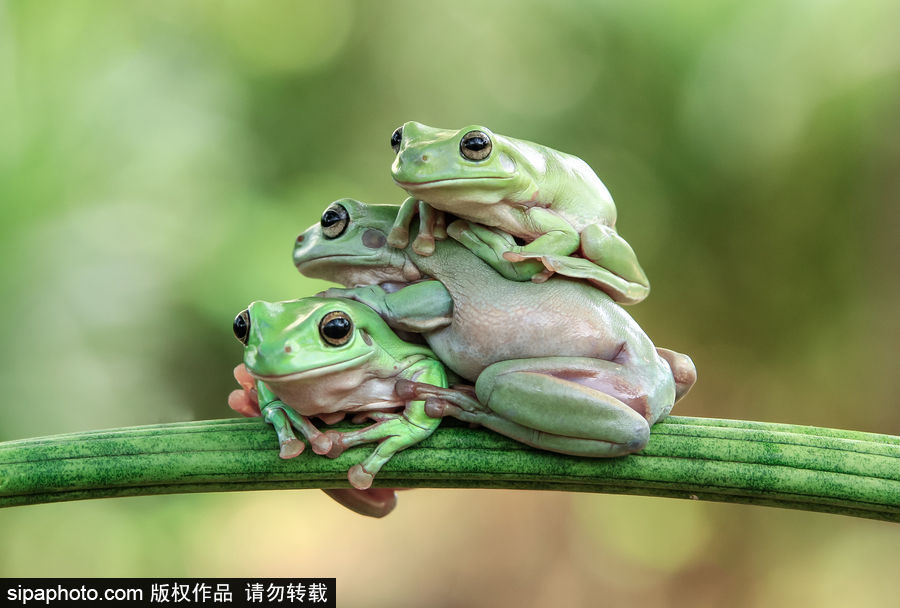 你的“蛙兒子”回來(lái)了嗎？盤(pán)點(diǎn)動(dòng)物界佛系蛙日常萌照（組圖）
