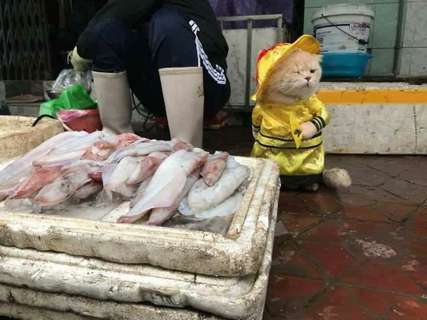 來(lái)會(huì)會(huì)越南最萌的魚販子（組圖）