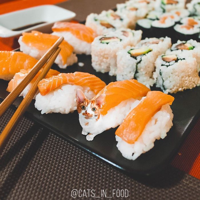妙趣擋不??！把你最愛的貓P進你最愛的美食（組圖）