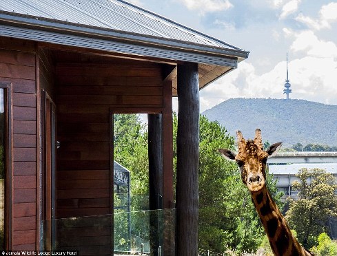 旅館？動物園？這是澳大利亞加馬拉野生動物旅館！