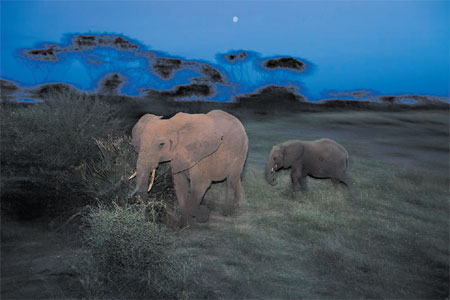 Ivory poachers turn saviors