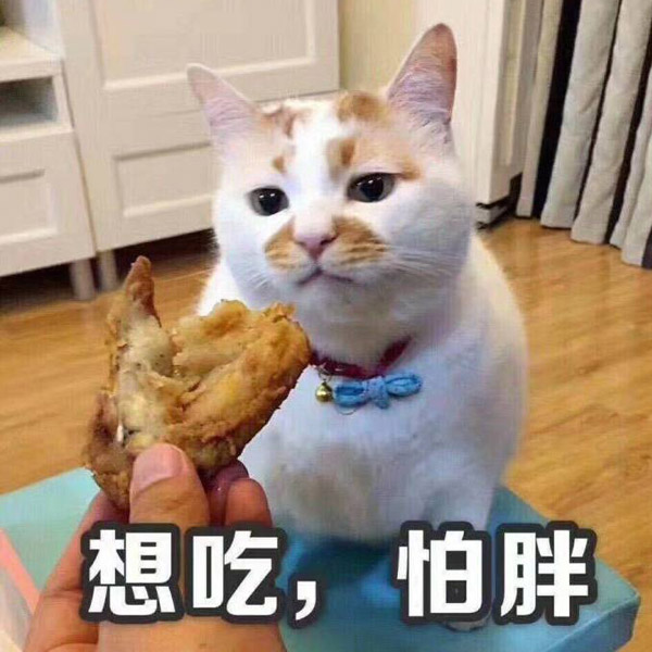 Death of celebrity cat saddens the internet