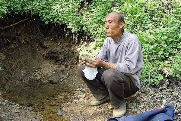 Re-greening mountains in NE China