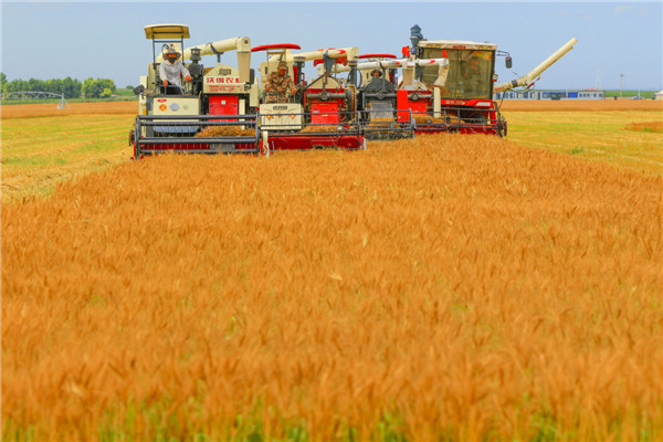 Summer wheat harvest begins