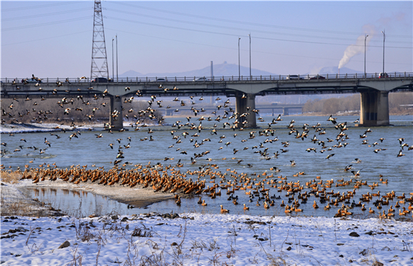 Thousands of wild ducks flock to Changbai Island in Jilin