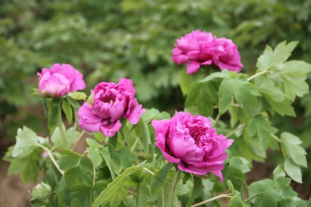 Anhui travel agencies develop outbound tourism charter services