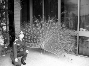 青島女孩在澳洲當警花 上街巡邏隨身帶辣椒水