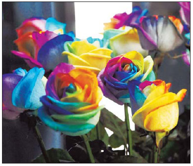 Xi'an blooms as flower expo begins