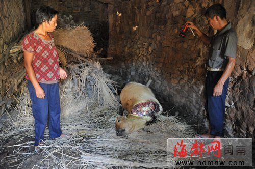 南安農(nóng)戶家黃牛夜里被割走兩腿　慘死在牛棚(圖)