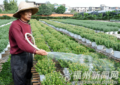 究竟有那些漂亮菊花?　西湖公園菊展下月5日迎客
