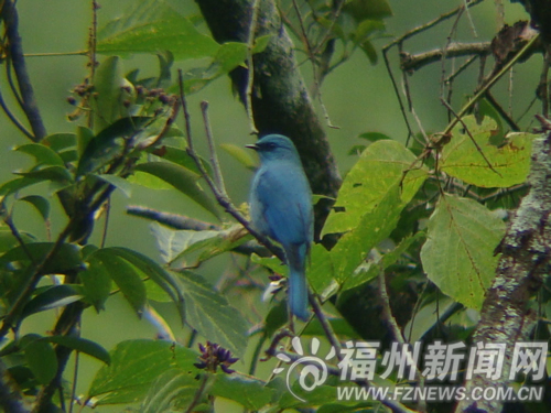 “數(shù)鳥”賽現(xiàn)驚喜　珍稀鳥類銅藍(lán)鶲現(xiàn)身森林公園