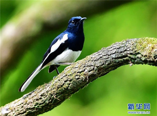 In pics: Spring, birds and old trees