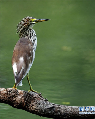 In pics: Spring, birds and old trees