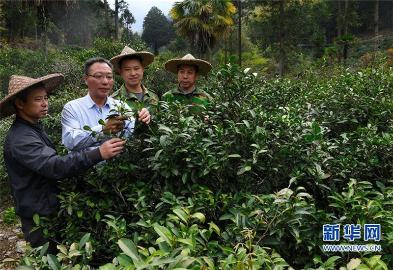 Tea production helps purge poverty