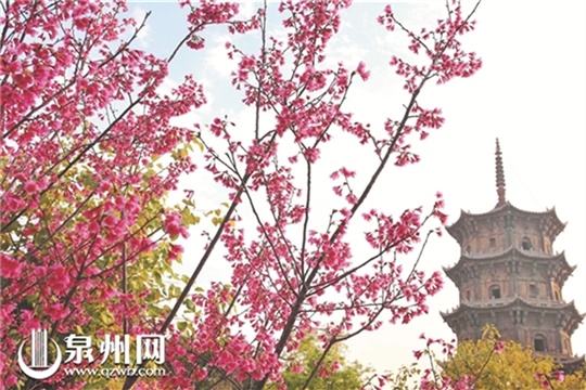 In pics: Blossomed flowers in Quanzhou