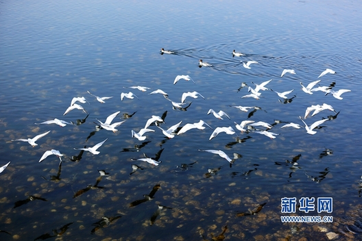 Migrant birds gather in wetland in NW China