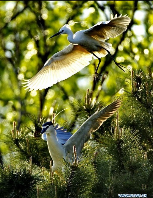 White egrets seen at Tianmahu scenic resort in N China