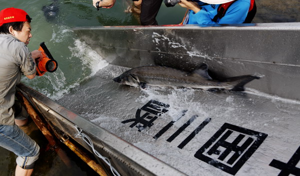 On Wednesday, 8,000 farmed Chinese sturgeons were released in the Yangtze River from Binjiang Park in Yichang, Hubei province. 8,000 Chinese sturgeons return home