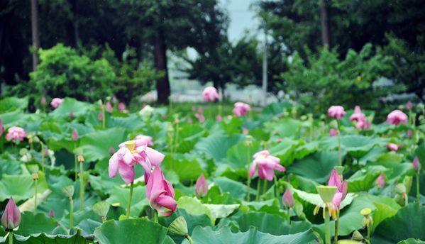 Fourth Lotus Festival kicks off in Wuhan