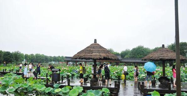 Fourth Lotus Festival kicks off in Wuhan