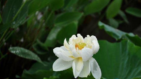 Fourth Lotus Festival kicks off in Wuhan