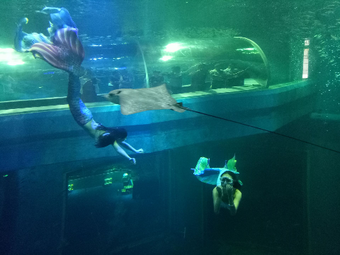 Baotou opens largest aquarium in Inner Mongolia