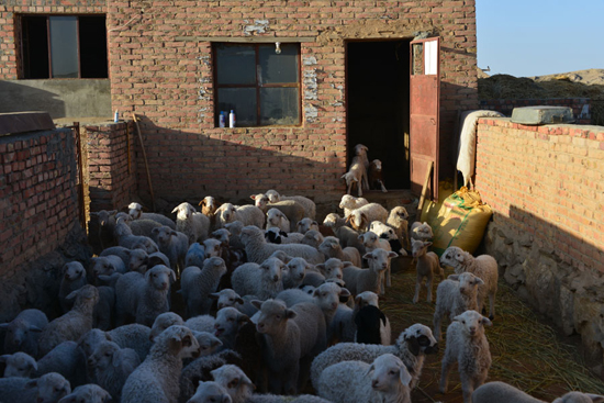 Inner Mongolian Herders Switch to Tourism to Protect Grasslands