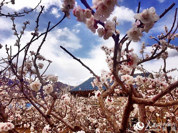 Apricot flowers bloom in Hohhot