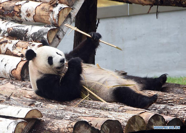 Pandas make debut in cooler NE China